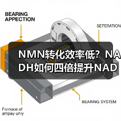 NMN转化效率低？NADH如何四倍提升NAD+优势(图2)