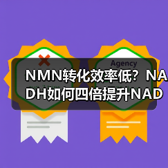 NMN转化效率低？NADH如何四倍提升NAD+优势(图3)