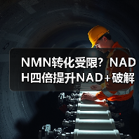 NMN转化受限？NADH四倍提升NAD+破解稳定性难题(图1)